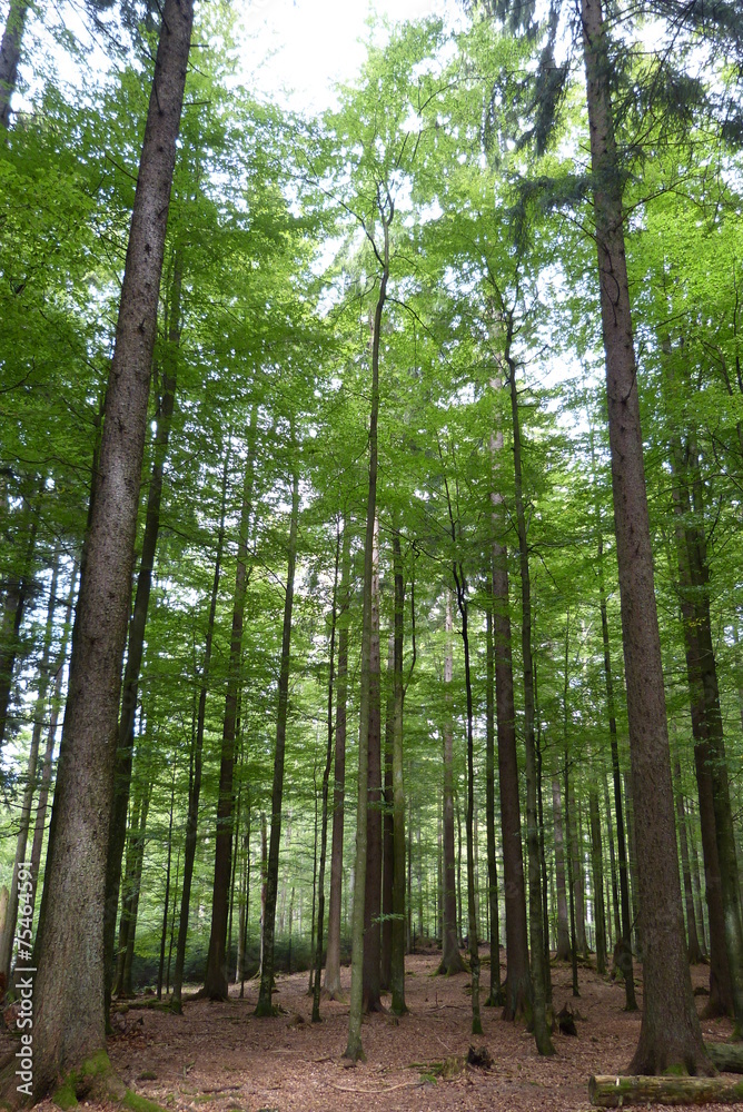 Laubwald
