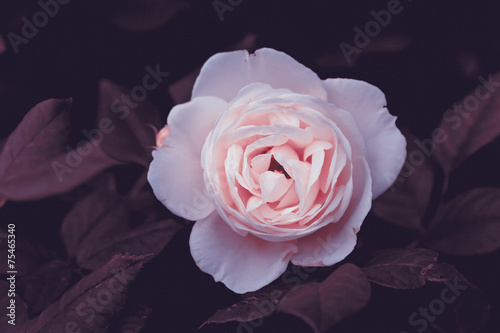 Young light pink rose