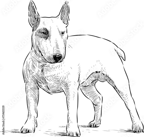 young bullterrier