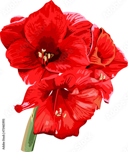 Fototapeta Naklejka Na Ścianę i Meble -  isolated detailed image of amaryllis flower on a stem in waterco
