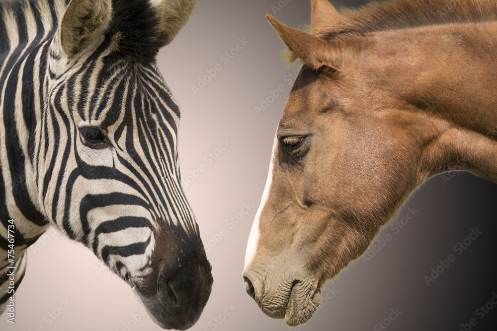 Zebra and horse - obrazy, fototapety, plakaty 