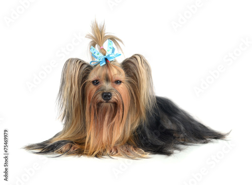 Dog yorkshire terrier isolated on white