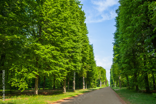 Alley in park