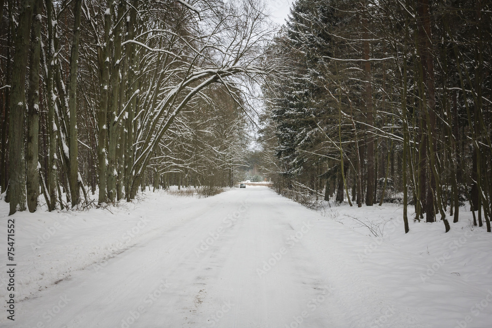 Obraz premium Winter time 