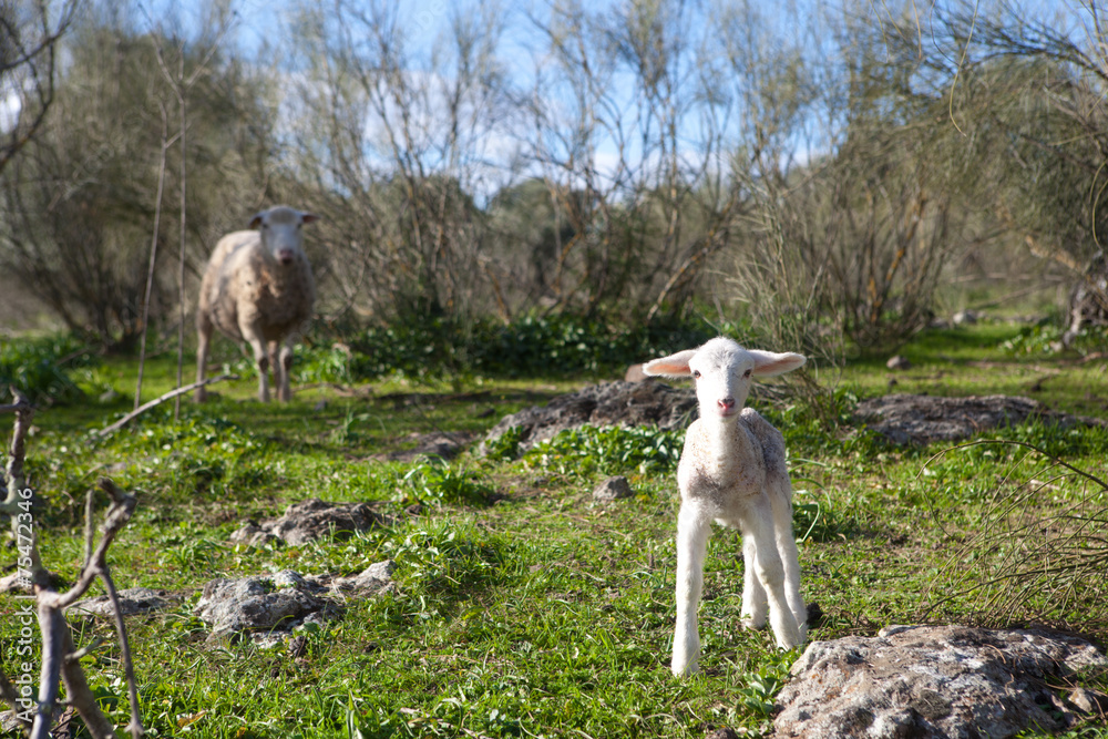 Fototapeta premium Watching mothet