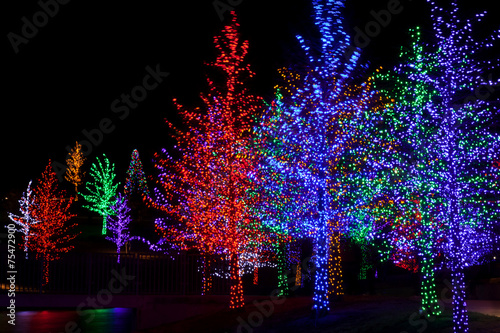 Trees tightly wrapped in LED lights for the Christmas holidays. 