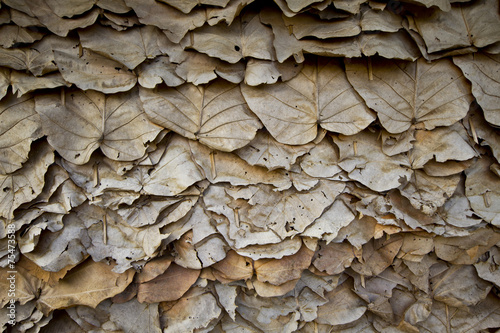 Lined dry leaves wall color background texture