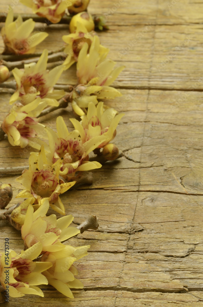 Chimonanthus Calicanto Wintersweet Химонант Химонантус Chimonanthus Calicanto Wintersweet Химонант Химонантус