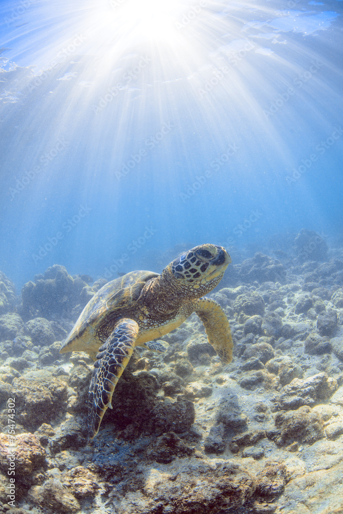Fototapeta premium a hawaiian sea turtle