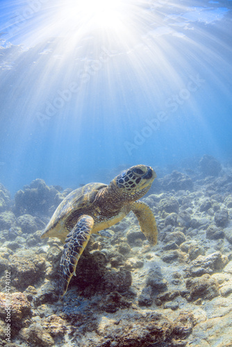 a hawaiian sea turtle #75474302