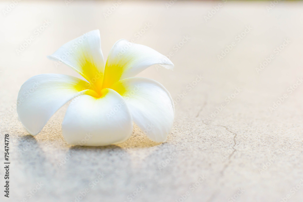 Tropical flowers frangipani (plumeria) Tropical flowers frangipani (plumeria)