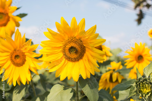 Sunflower in garden