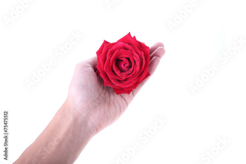 hand holding a red rose flower isolated on white background