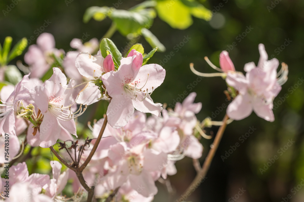 pink rhododendron