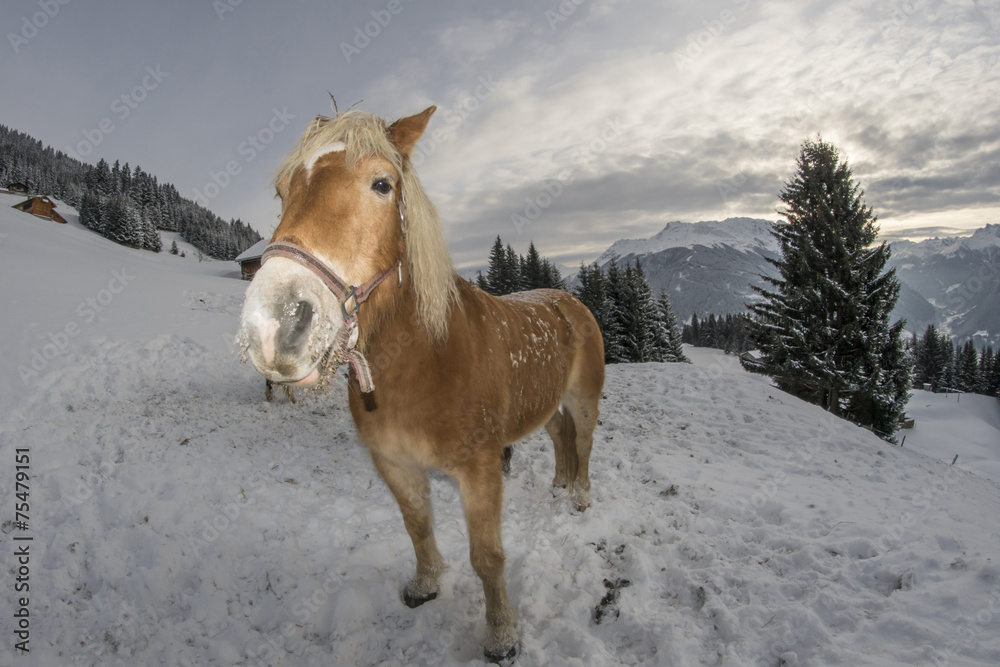 Obraz premium Konie na śniegu