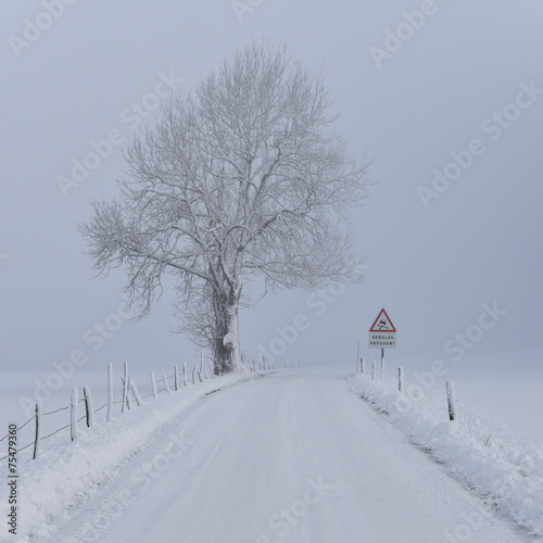 route dans la campagne enneigée photo