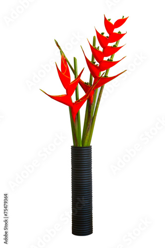 tropical red heliconia flower heliconia stricta photo