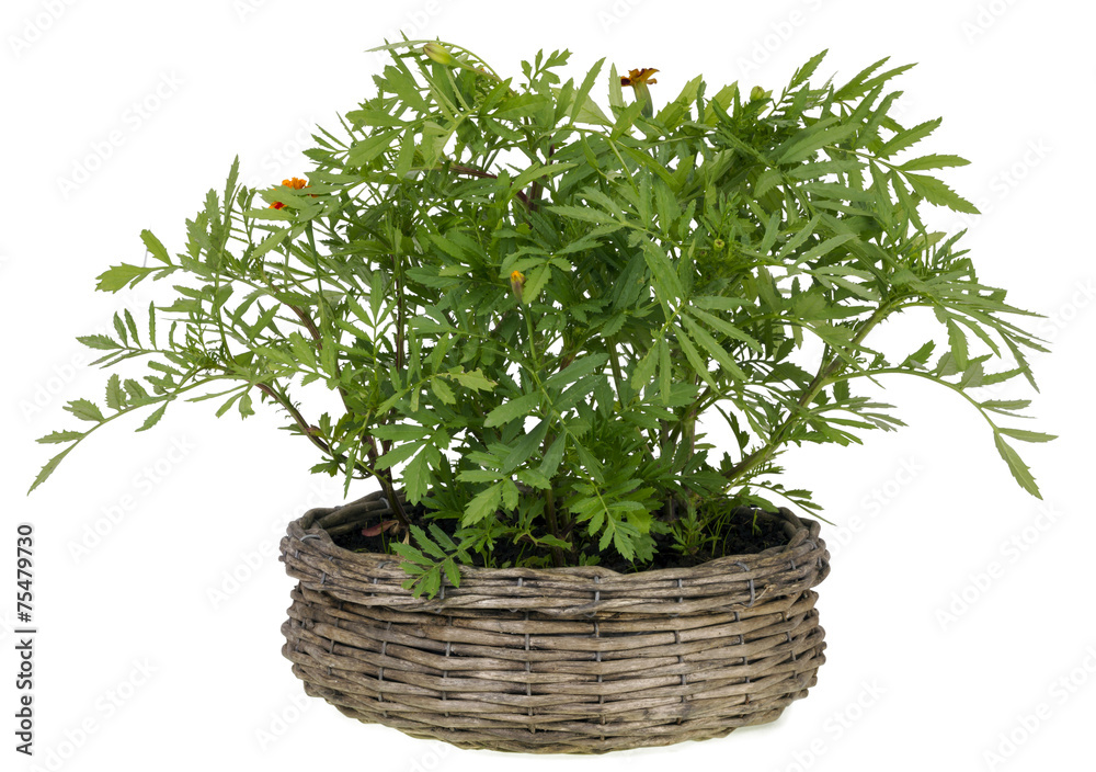 Saffron grows in a basket Saffron grows in a basket
