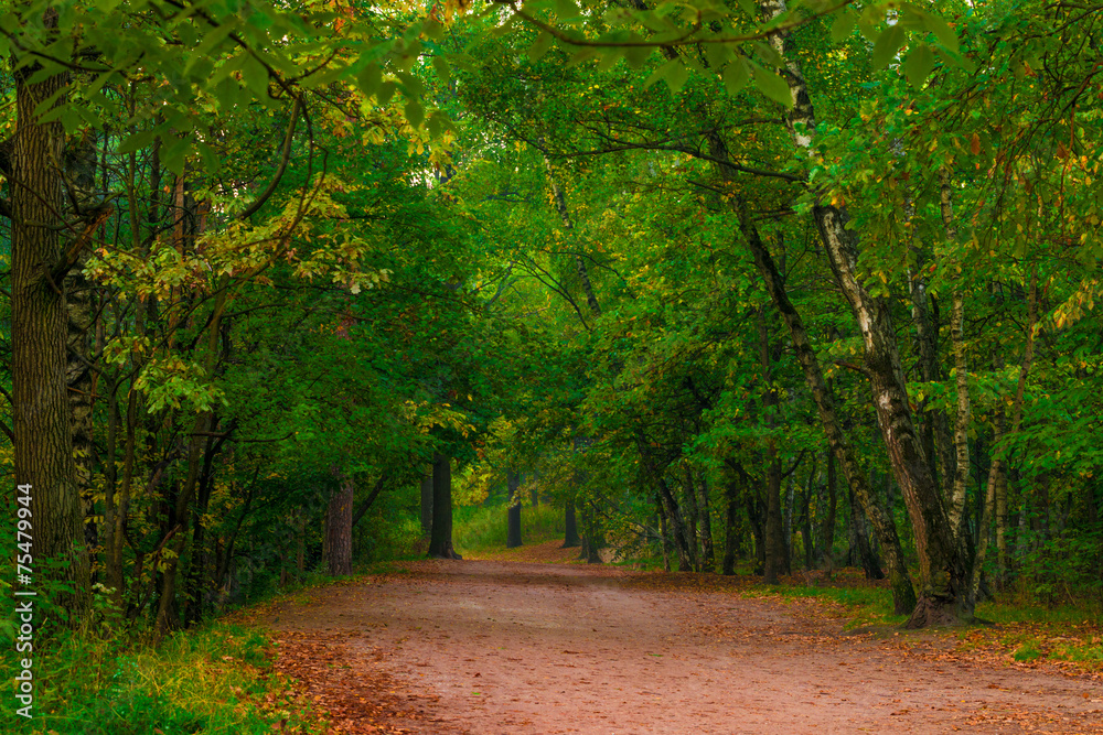 wide path in the autumn forest, morning shooting