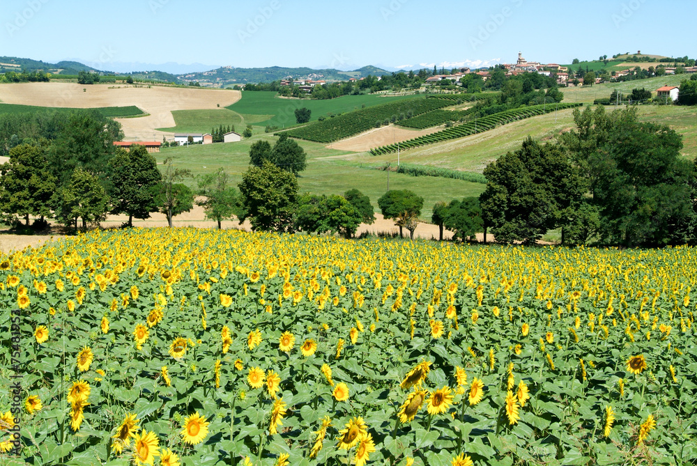 Field of sunflowers of Monterrato on Piedmont