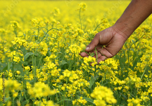 Mustard field