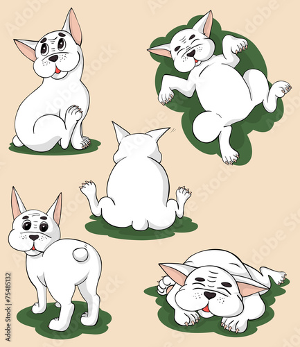 Funny white bulldog in five different poses