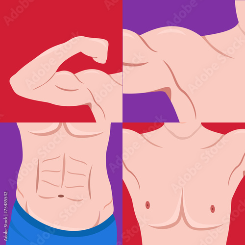 Set of different muscle groups. Arms, shoulders, breast, press