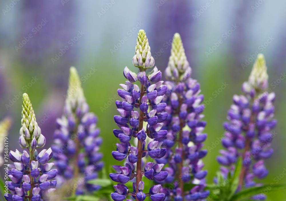 Fototapeta premium Lupin flowers