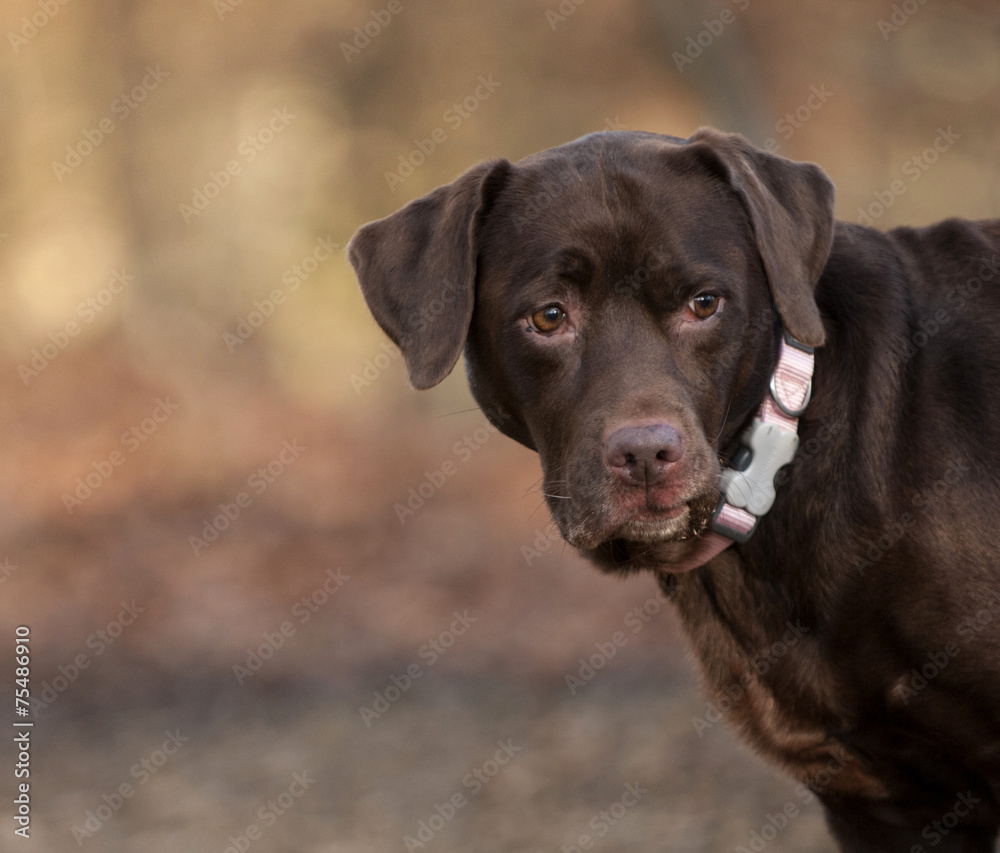 chocolate labrador