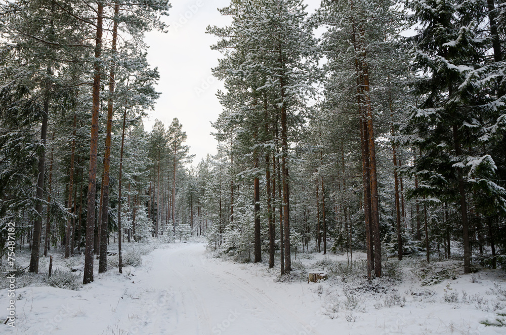 Winter forest road