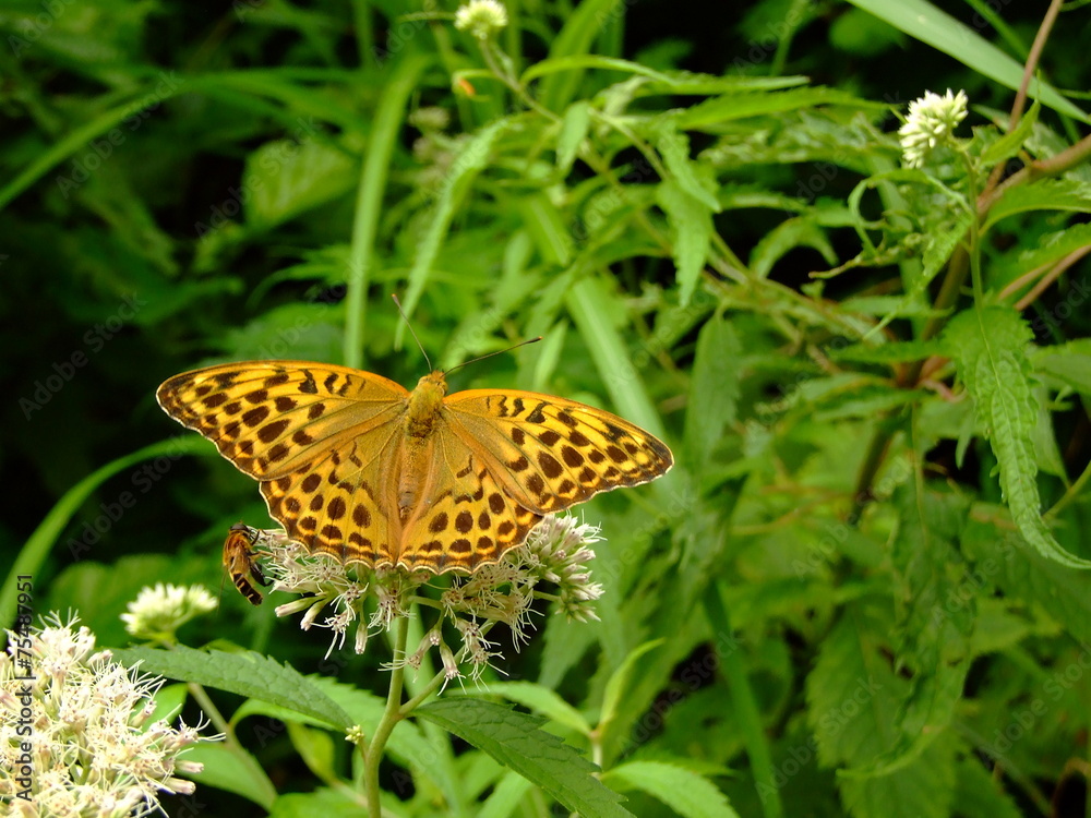 Obraz premium ヒヨドリバナにとまるミドリヒョウモン
