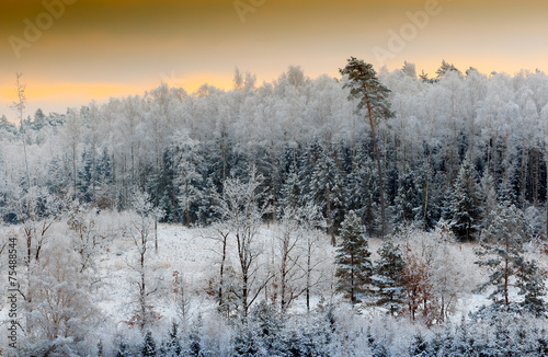Piękny Dziki Zimowy Las