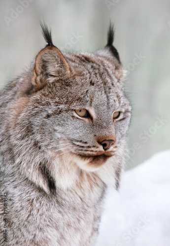 lynx du canada