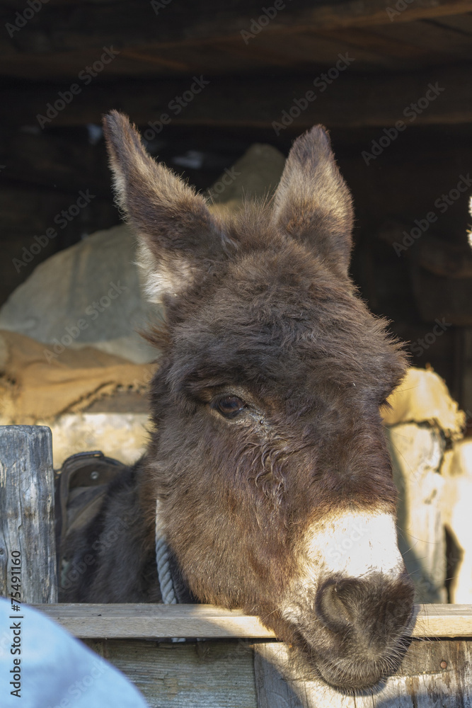 Fototapeta premium ass in the farm