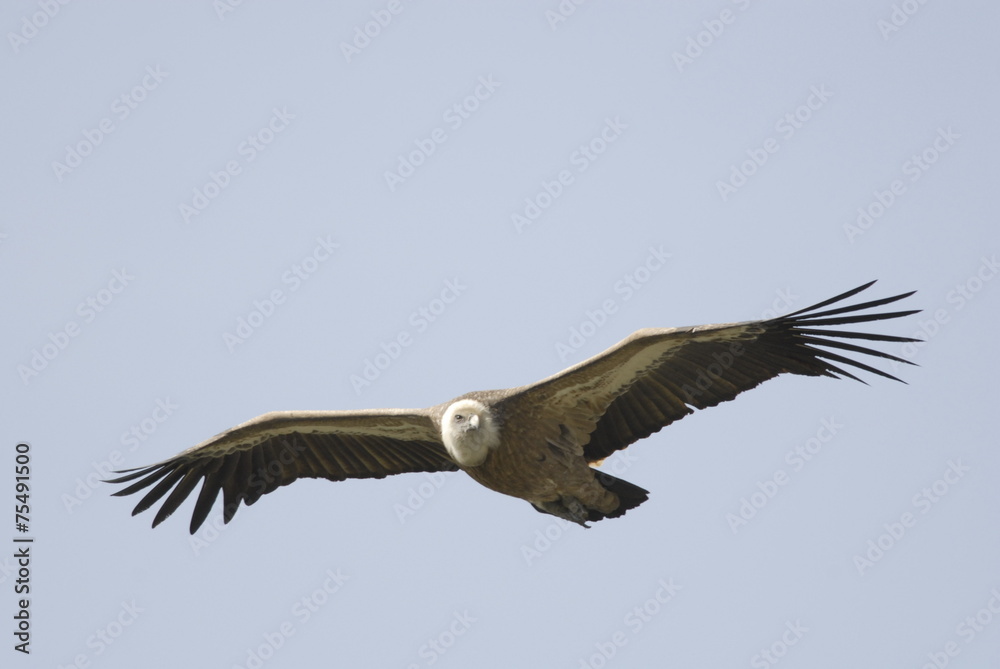 Fototapeta premium Griffon Vulture (Gyps fulvus)
