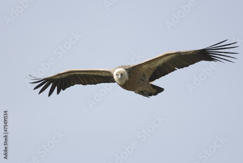 Griffon Vulture  Gyps fulvus 