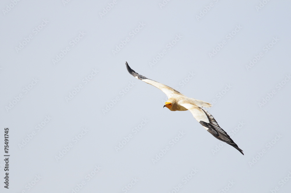 Egyptian Vulture (Neophron percnopterus) Egyptian Vulture (Neophron percnopterus)