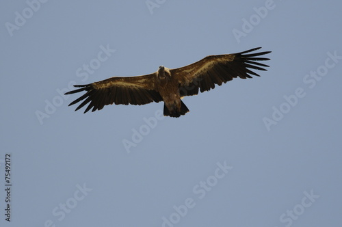 Griffon Vulture  Gyps fulvus 