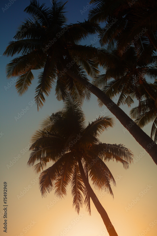 Palm in the sunset