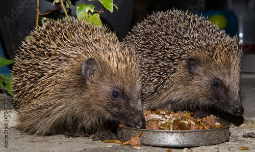Hedge hogs eating at night