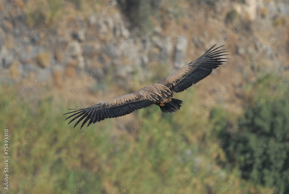 Obraz premium Griffon Vulture in flight