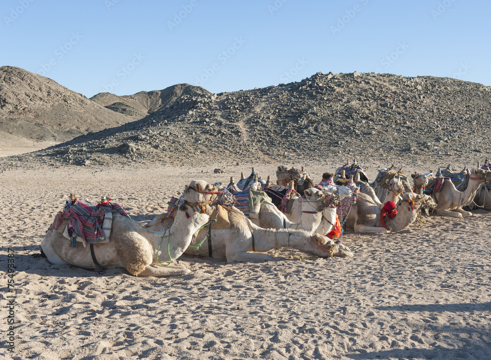 Fototapeta premium Herd of dromedary camels in the desert