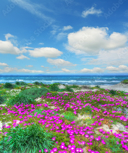 colorful flowers by Platamona shore