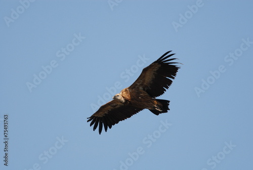 Griffon Vulture in flight