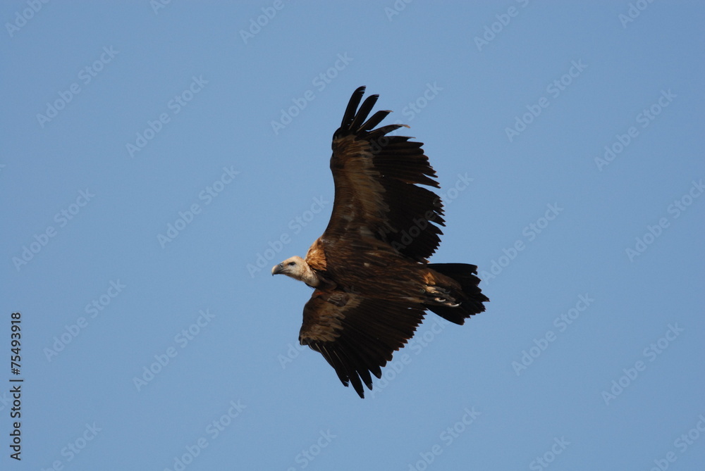 Fototapeta premium Griffon Vulture (Gyps fulvus)