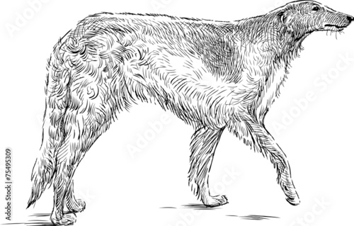 sketch of a greyhound