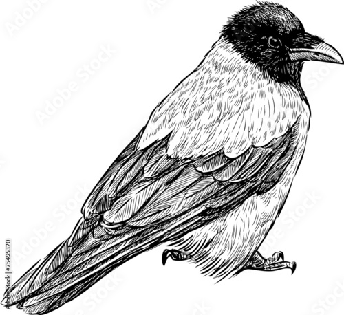 crow
