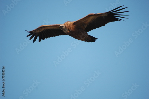 Griffon Vulture  Gyps fulvus 