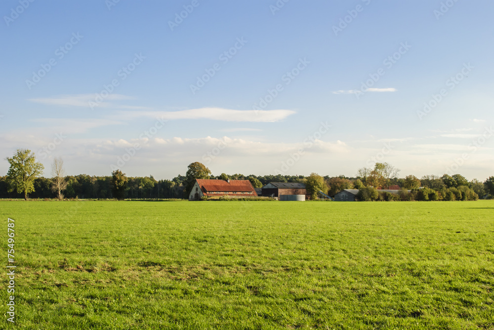 Meadow Meadow
