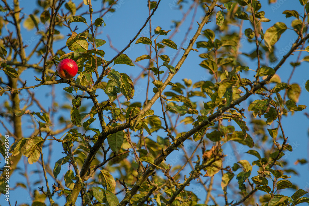 Single red apple on an autumn tree in the evening sun